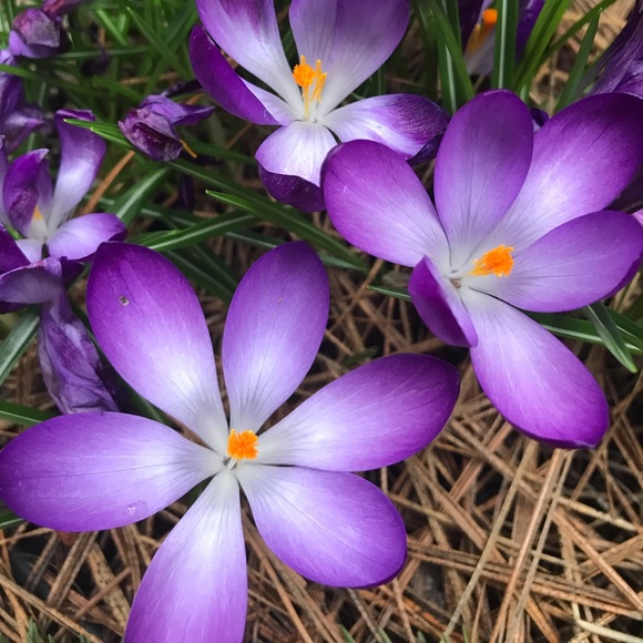 Meet your Posher, Carey - Picture 1 of 1